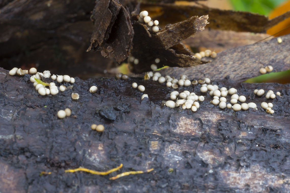 probable slime mold smooth gray spheres, appeared to start white and age through light gray to yellowish. Darker gray center. Fall,Geotagged,United States