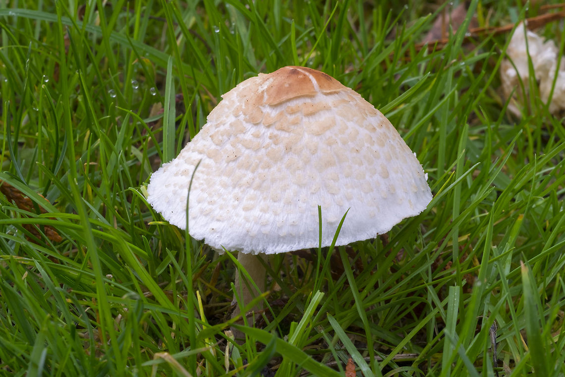 Medium sized shaggy mushroom grass dweller. white gills, indistinct ring Fall,Geotagged,United States