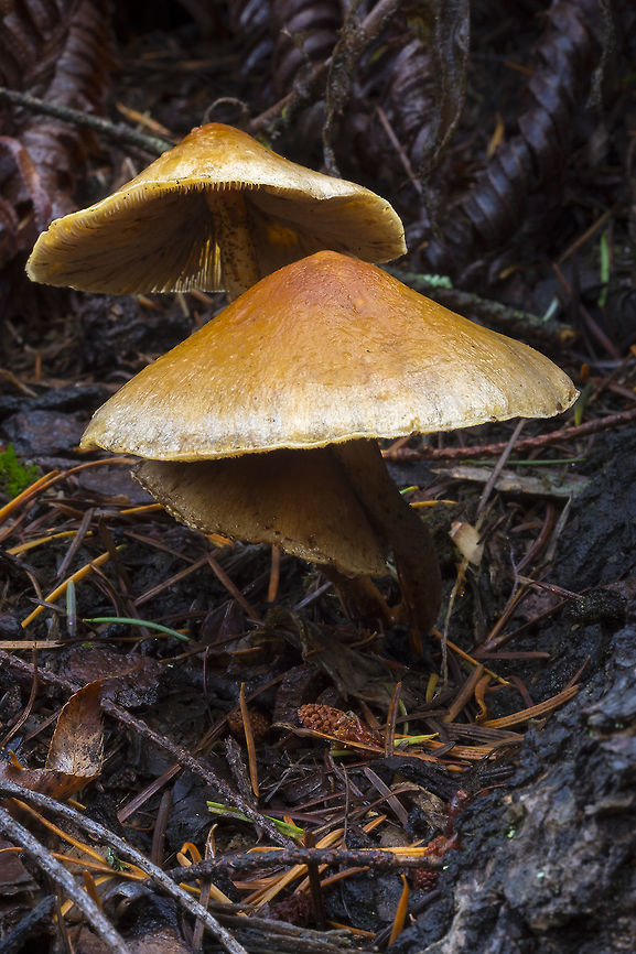 Medium sized tan mushrooms growing on a stump  Fall,Geotagged,United States