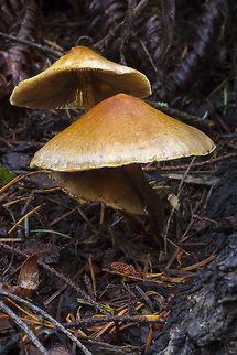 Medium sized tan mushrooms growing on a stump  Fall,Geotagged,United States