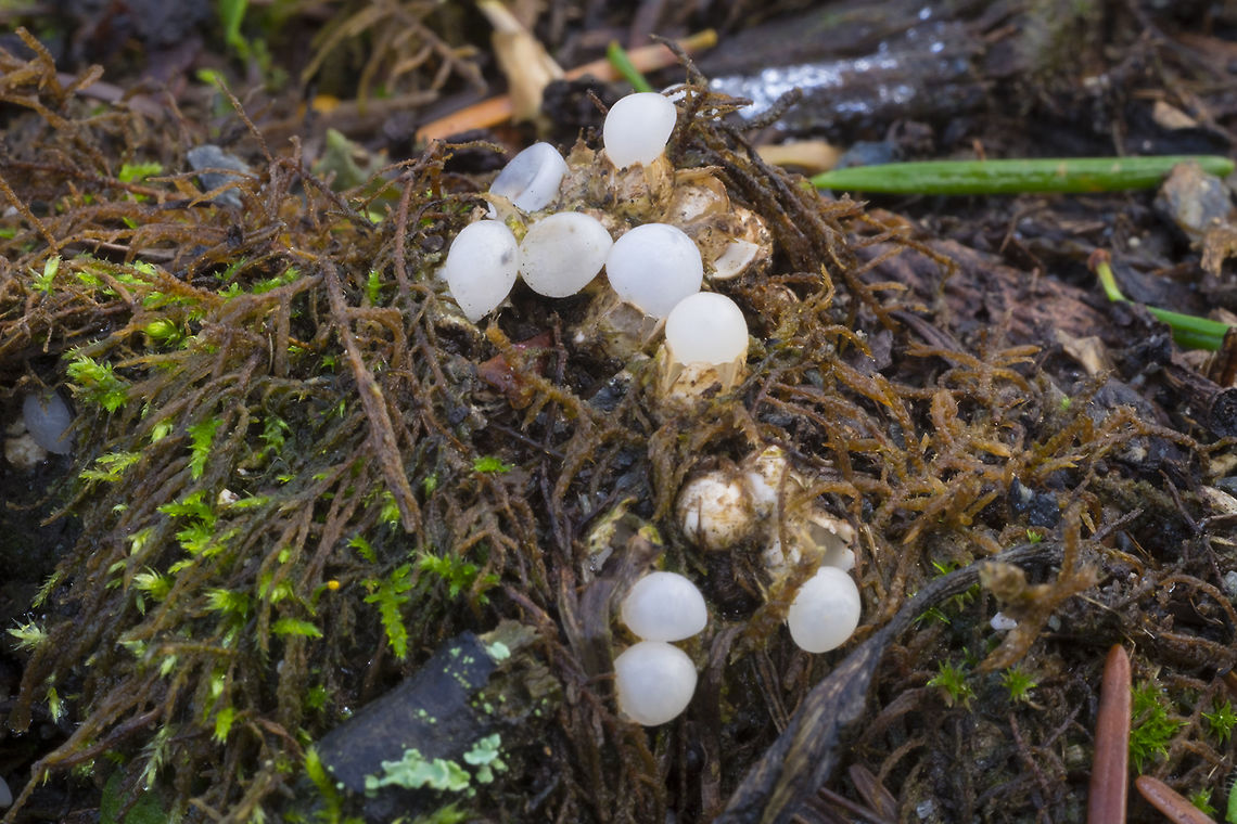cannon ball fungus  Cannon Ball fungus,Common chickweed,Fall,Geotagged,Sphaerobolus stellatus,Stellaria media,United States