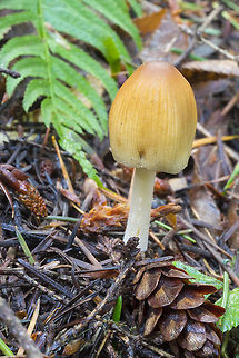 mica cap  Coprinellus micaceus,Fall,Geotagged,United States