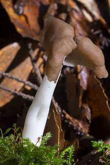 elastic saddle  Fall,Flexible Helvella,Geotagged,Helvella elastica,United States