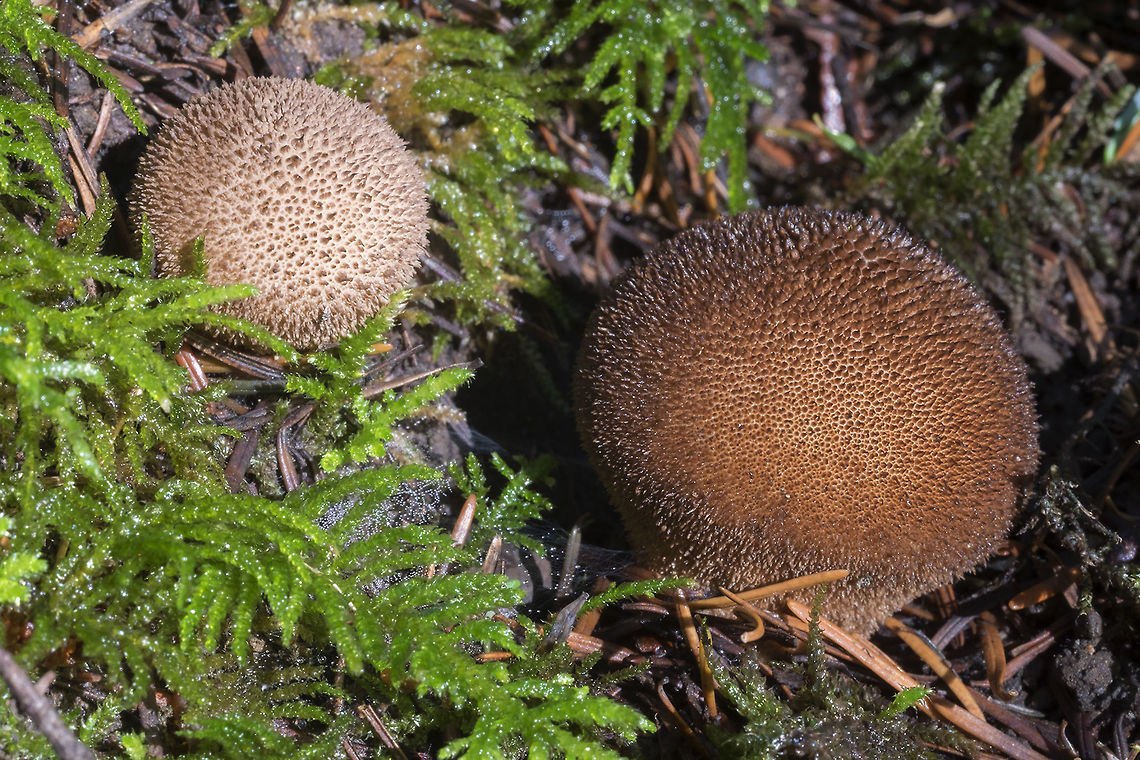 Dusky puffball 1001! Fall,Geotagged,Lycoperdon nigrescens,United States