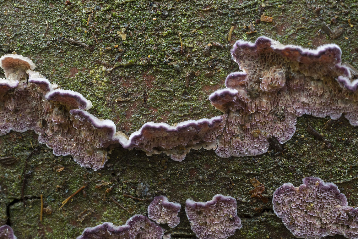 purple toothed polypore  Fall,Geotagged,Trichaptum abietinum,United States