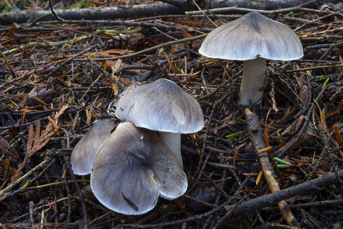 ashen knight  Fall,Geotagged,Tricholoma virgatum,United States