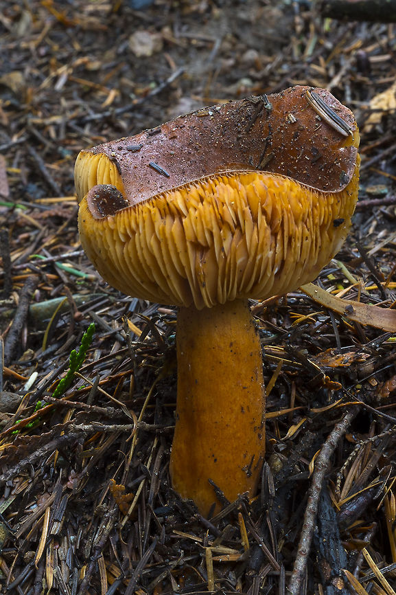 Lactarius sp. possibly L. substriatus  Fall,Geotagged,United States