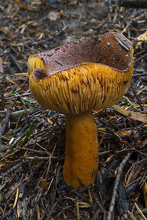 Lactarius sp. possibly L. substriatus  Fall,Geotagged,United States