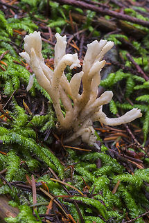 wrinkled coral  Clavulina rugosa,Fall,Geotagged,United States,Wrinkled coral fungus