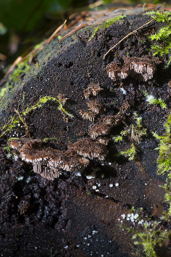 Toothed fungus ack... I swear that I *just* saw a picture of this crazy little toothed fungus somewhere... but I cannot find it again...  Fall,Geotagged,United States