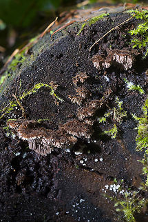 Toothed fungus ack... I swear that I *just* saw a picture of this crazy little toothed fungus somewhere... but I cannot find it again...  Fall,Geotagged,United States