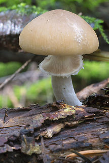 light mushroom with a lovely ring  Fall,Geotagged,United States