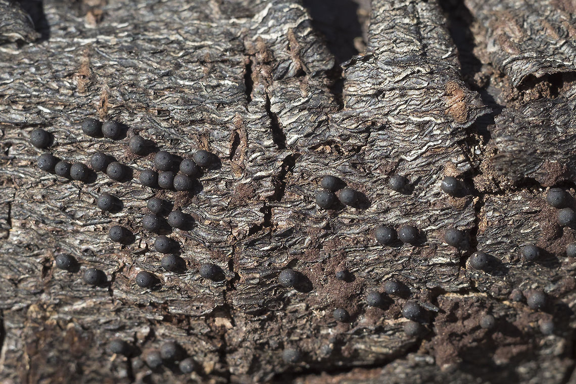 Hypoxylon/Annulohypoxyon sp. not having much luck finding one that forms in such discrete little balls.. all that I've found so far seem to be clumping Geotagged,Spring,United States
