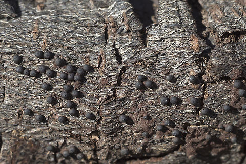 Hypoxylon/Annulohypoxyon sp. not having much luck finding one that forms in such discrete little balls.. all that I've found so far seem to be clumping Geotagged,Spring,United States