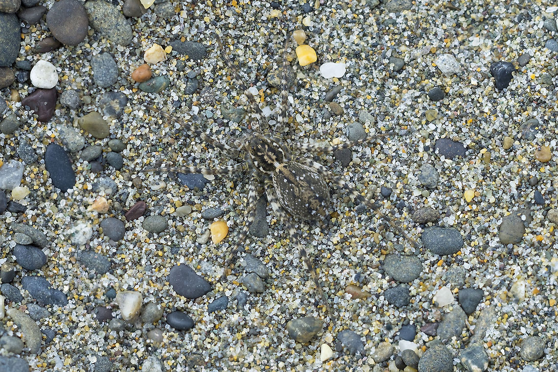 Beach wolf spider spider, spider where's the spider - these guys come in a great range of colors and patterns to match the sand the live in. They are so well camouflaged that they are difficult to spot until they run. Arctosa littoralis,Geotagged,Spring,United States