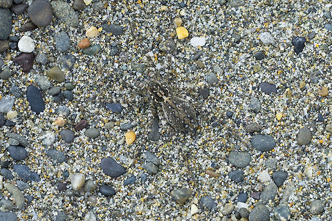 Beach wolf spider spider, spider where's the spider - these guys come in a great range of colors and patterns to match the sand the live in. They are so well camouflaged that they are difficult to spot until they run. Arctosa littoralis,Geotagged,Spring,United States