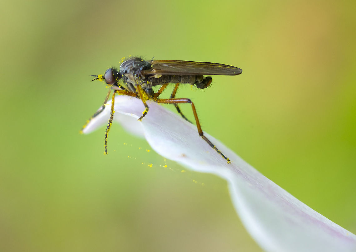 Dance Fly Empis subgenus Anacrostichus - unfortunately that&#039;s as far as BugGuide classifies this fellow...  Geotagged,Spring,United States