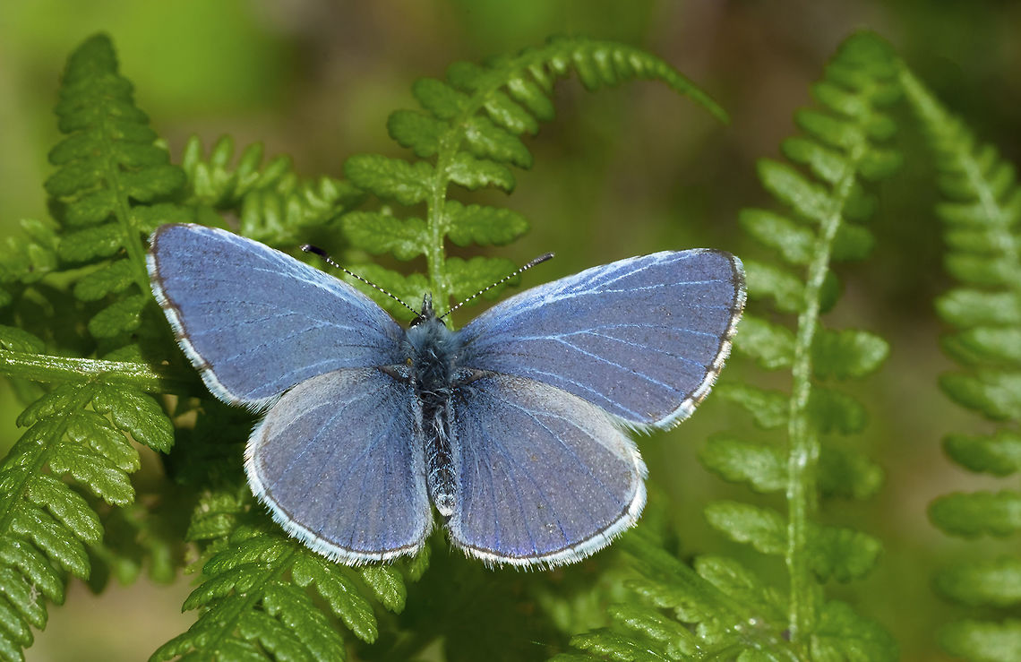 Spring Azure  Celastrina ladon,Geotagged,Spring,Spring Azure,United States