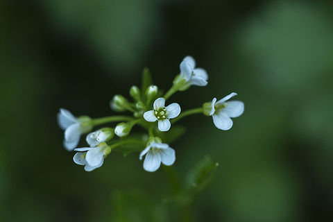 Angled bittercress