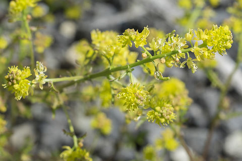 Early yellow rocket introduced species Barbarea verna,Geotagged,Land cress,Spring,United States