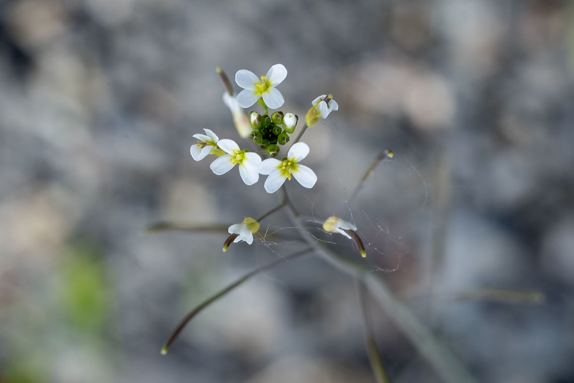 thale cress introduced Arabidopsis thaliana,Geotagged,Spring,United States