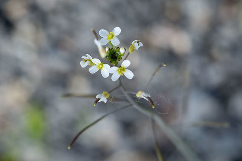 thale cress introduced Arabidopsis thaliana,Geotagged,Spring,United States