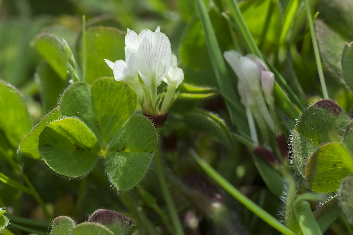burrowing clover introduced Geotagged,Spring,Subterranean clover,Trifolium subterraneum,United States