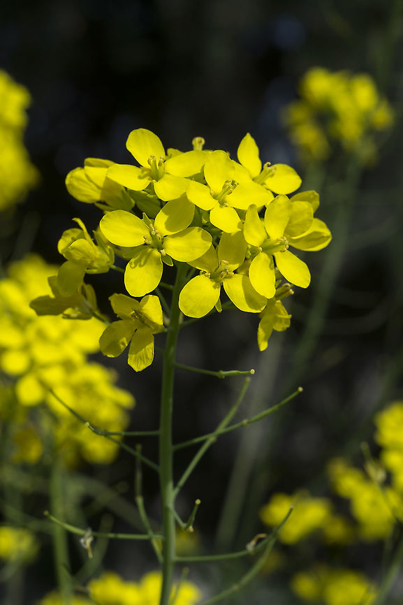 Field mustard introduced - this plant can take on an *amazing* number of forms. It's a common food plant - subspecies you may know (and eat) bok choy, choy sum, Napa cabbage, rapini, tatsoi, turnips and more!! These wild ones escape from gardens and farms and revert to just a pretty yellow weed... Brassica rapa,Geotagged,Spring,United States