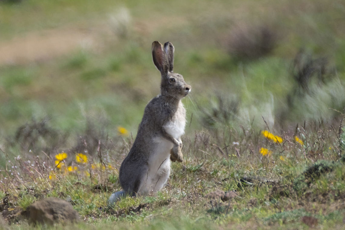 White-tailed Jack Rabbit I was scanning for a bird of prey that I'd sighted a few seconds before when I noticed this rabbit bounding rapidly directly at me and my husband. When it spotted us, it stopped and stood up for a closer look. As I was taking this shot my husband suddenly exclaimed coyote! Sure enough out from the sage trotted a coyote. This fellow had been running from him. The rabbit decided we were certainly the lesser of two evils and took off past us. The coyote wanted absolutely nothing do to with humans and turned around faster than I could even raise my camera again. Geotagged,Lepus townsendii,Spring,United States,White-tailed jackrabbit