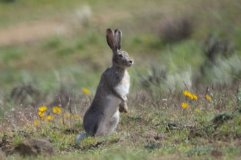 White-tailed Jack Rabbit I was scanning for a bird of prey that I'd sighted a few seconds before when I noticed this rabbit bounding rapidly directly at me and my husband. When it spotted us, it stopped and stood up for a closer look. As I was taking this shot my husband suddenly exclaimed coyote! Sure enough out from the sage trotted a coyote. This fellow had been running from him. The rabbit decided we were certainly the lesser of two evils and took off past us. The coyote wanted absolutely nothing do to with humans and turned around faster than I could even raise my camera again. Geotagged,Lepus townsendii,Spring,United States,White-tailed jackrabbit