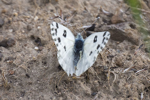 Checkered white  Checkered white,Geotagged,Pontia protodice,Spring,United States
