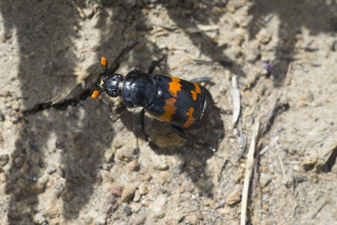 Burying beetle the wiki doesn&#039;t do this creature justice.... this is a carrion beetle. It buries whole carcasses, usually of rodents or birds and then lays eggs in the chamber it creates. Pairs of beetles usually take 8 hours to completely bury and strip the dead animal of it&#039;s fur or feathers. Not only that... they secrete chemicals that are anti-fungal and anti-microbial to keep their food from rotting prematurely... groups of beetles can cooperate to bury larger animals and will raise their young communally. <br />
<br />
There are several that are difficult to differentiate, but I found a list of species that appear in Washington state, which helped narrow it down, so I think this is likely correct.  Geotagged,Nicrophorus guttula,Spring,United States