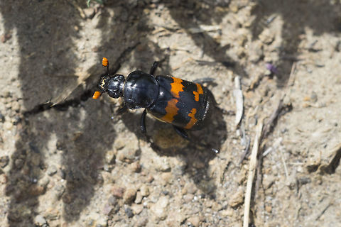 Nicrophorus guttula