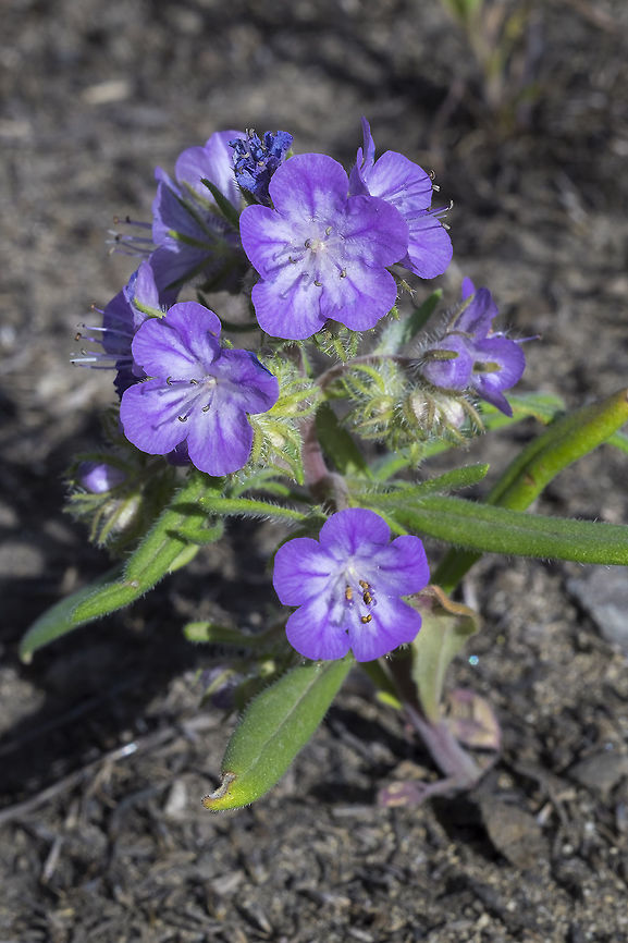 linear leaf Phacelia  Geotagged,Linear-leaved phacelia,Phacelia linearis,Spring,United States