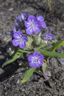 linear leaf Phacelia  Geotagged,Linear-leaved phacelia,Phacelia linearis,Spring,United States