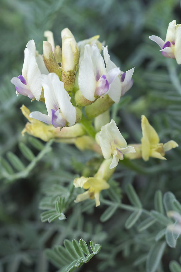curve-pod milk-vetch  Astragalus speirocarpus,Geotagged,Spring,United States,curve-pod Milk-vetch