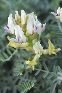 Curve-pod Milk-vetch