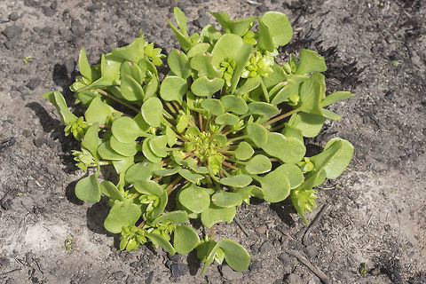 Redstem spring beauty  Claytonia rubra,Geotagged,Redstem springbeauty,Spring,United States