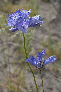 bi-color lily  Geotagged,Largeflower triteleia,Spring,Triteleia grandiflora,United States