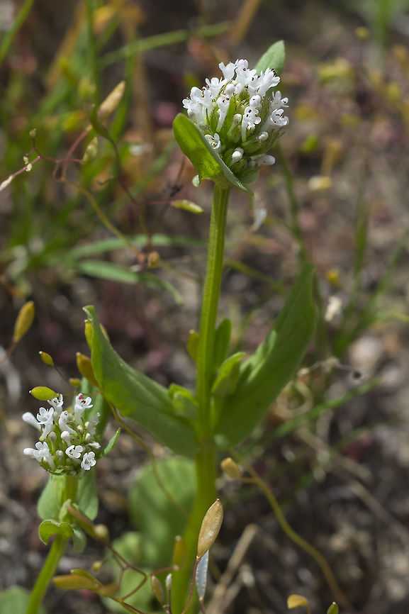 white plectritis  Geotagged,Plectritis macrocera,Spring,United States,White plectritis