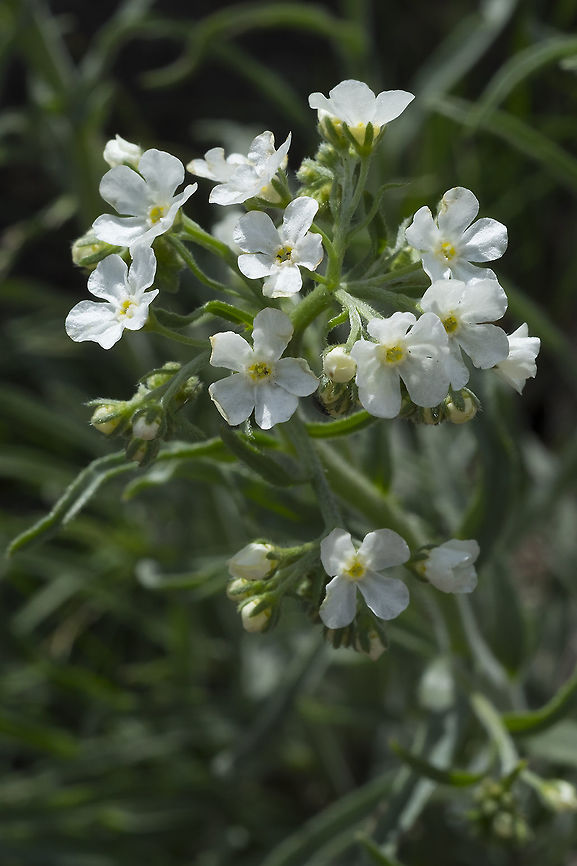 Hackelia diffusa var. arida  Geotagged,Hackelia diffusa,Spreading Stickseed,Spring,United States