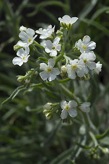 Hackelia diffusa var. arida  Geotagged,Hackelia diffusa,Spreading Stickseed,Spring,United States