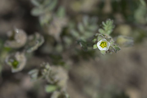 annual Jacob's-ladder  Geotagged,Polemonium micranthum,Spring,United States