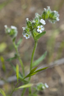 wingnut cryptantha  Cryptantha pterocarya,Geotagged,Spring,United States,Wingnut cryptantha