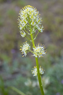 foothills death camas  Foothill deathcamas,Geotagged,Spring,Toxicoscordion paniculatum,United States