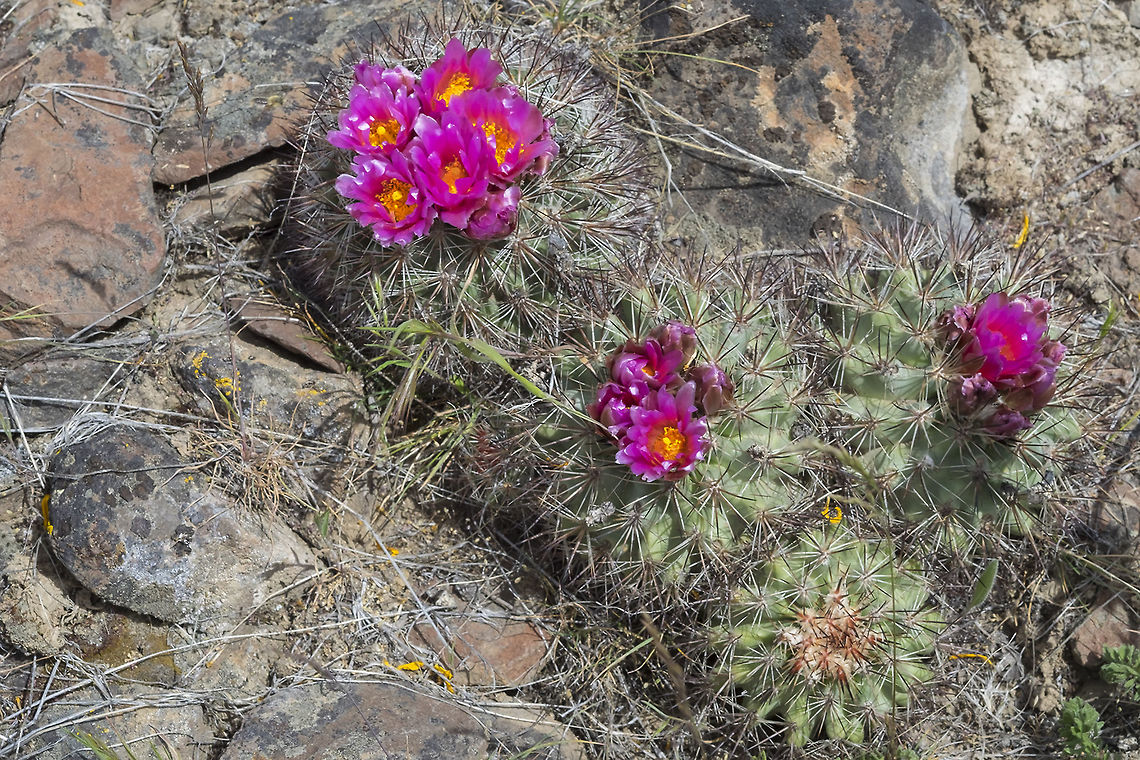snowball cactus  Geotagged,Pediocactus nigrispinus,Snowball Cactus,Spring,United States