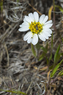 Layia glandulosa