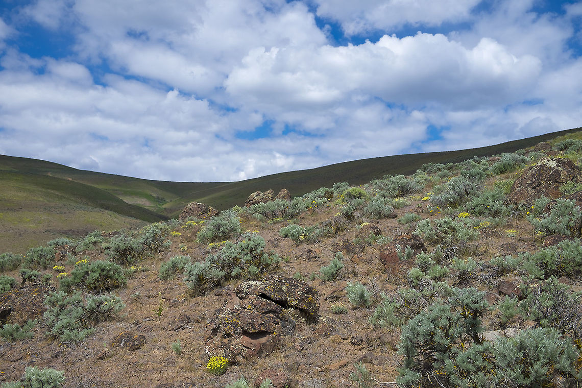 Sagebrush steppe  Geotagged,Spring,United States