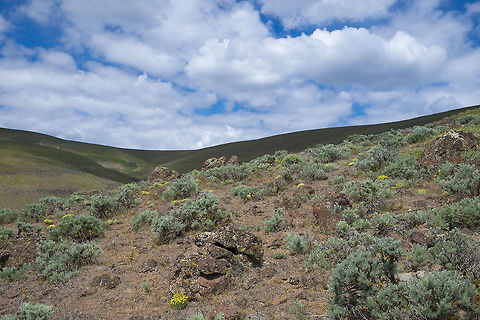 Sagebrush steppe  Geotagged,Spring,United States