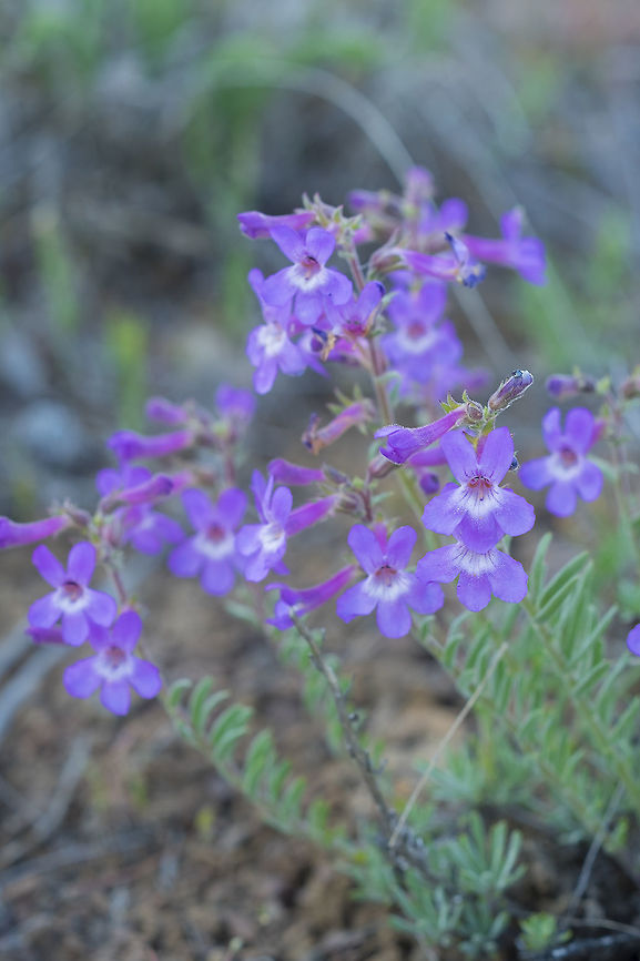 Gardinier's penstemon  Gardinier's penstemon,Geotagged,Penstemon gairdneri,Spring,United States